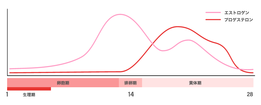 月経周期とホルモン