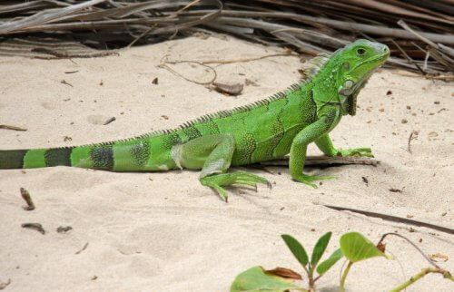 砂の上に佇む緑のイグアナ
