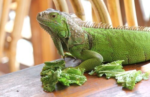 葉っぱを食べているイグアナ