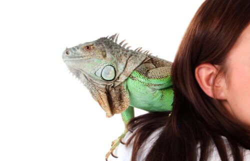 女性の肩に乗り横を見る大きなイグアナ