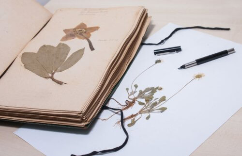 本と挟まれた押し花