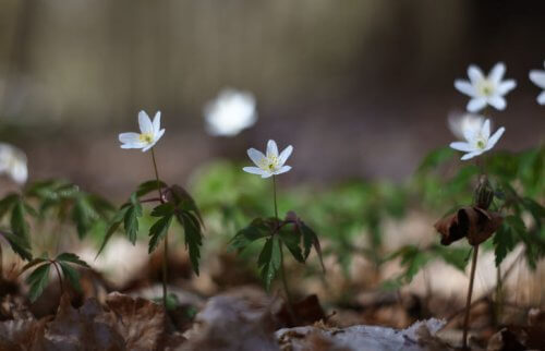 土から生える小さな白い花