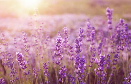 夕日の中で咲き誇る紫の花々