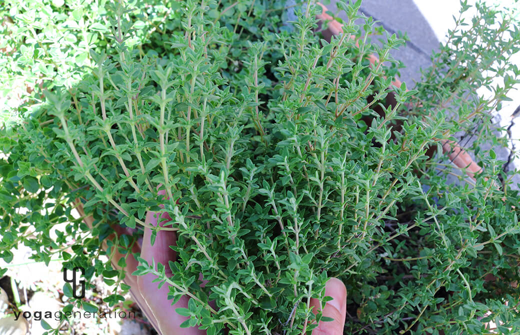 自家製のフレッシュなタイム