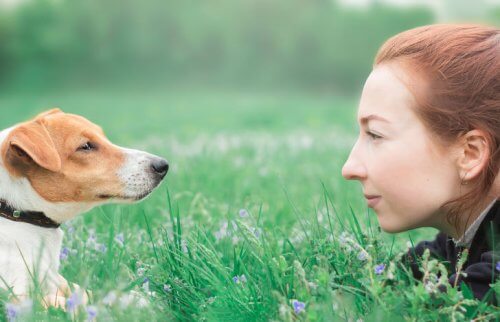 草原で向き合う犬と女性
