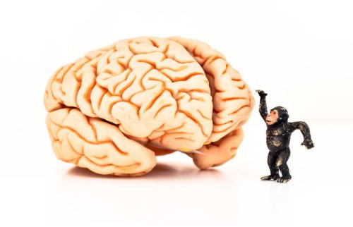 脳とその高さを測る仕草をみせるゴリラの模型
