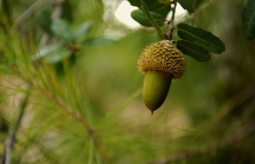 木からぶら下がっている青いどんぐり