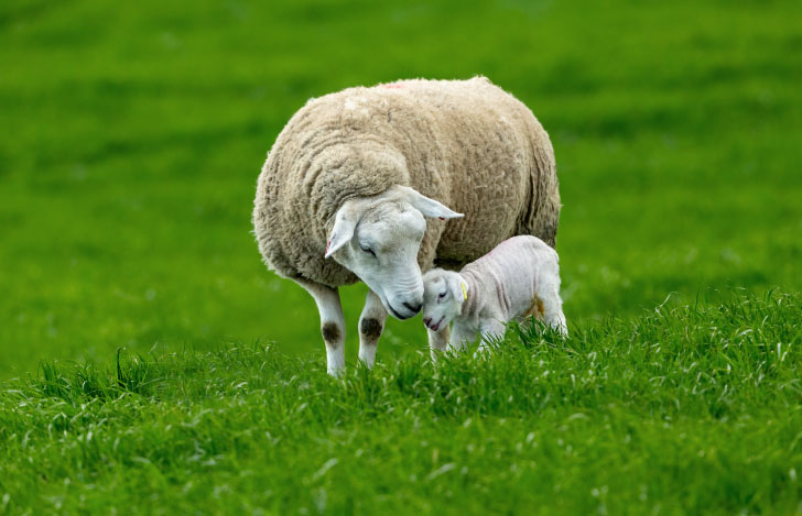 広い草原に佇む親子のひつじ