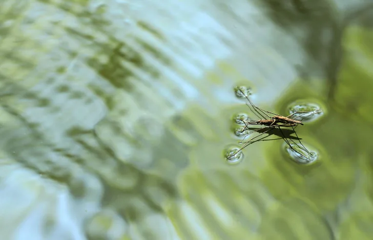 水面を移動するミズスマシ