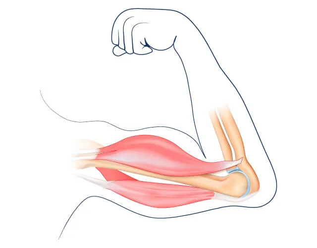 「主動筋」と「拮抗筋」