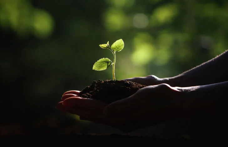 土から芽吹いた新芽を両手で掬い上げる人の手元