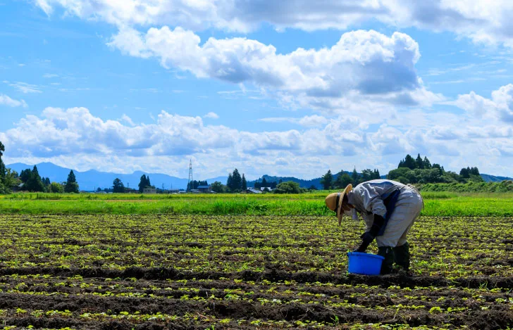 青空の下で畑仕事をする農家の男性