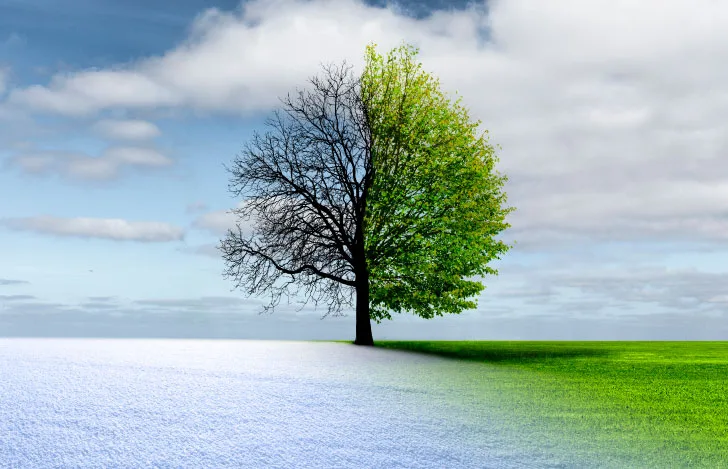 枯れた木から葉が茂る木への移り変わり