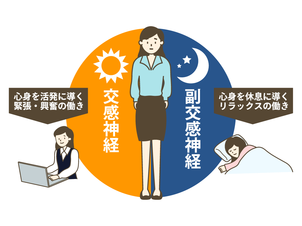 交感神経と副交感神経