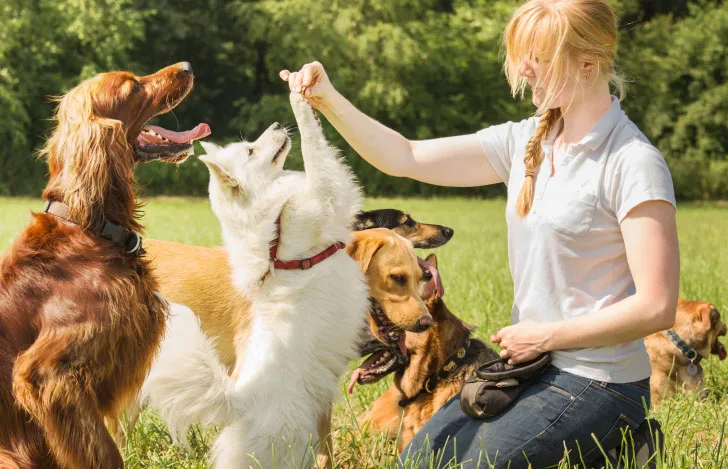 芝生の上で犬と戯れる女性