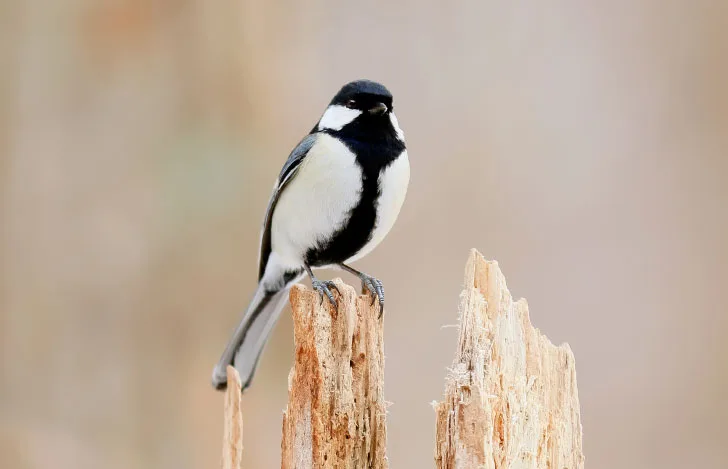 枯れた枝にとまるシジュウカラ