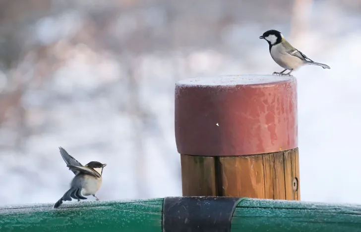 柵にとまる2羽のシジュウカラ
