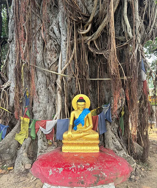 ヴッダガヤの菩提樹(ブッダが悟りを開いた寺院とは別の樹。寺院内は撮影不可の為)