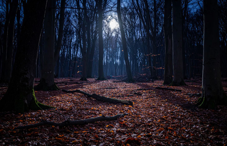 月が輝く夜の森の風景