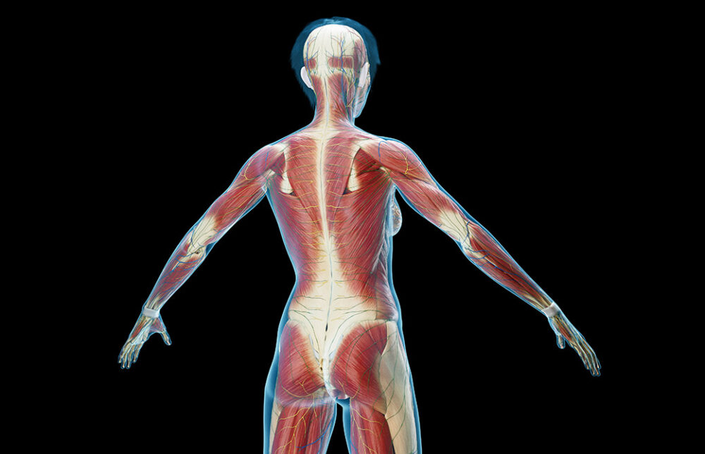 ファシアの全身図